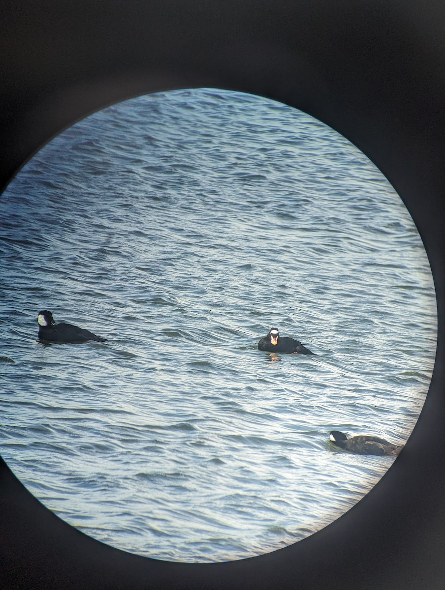 Surf Scoter - ML615563204