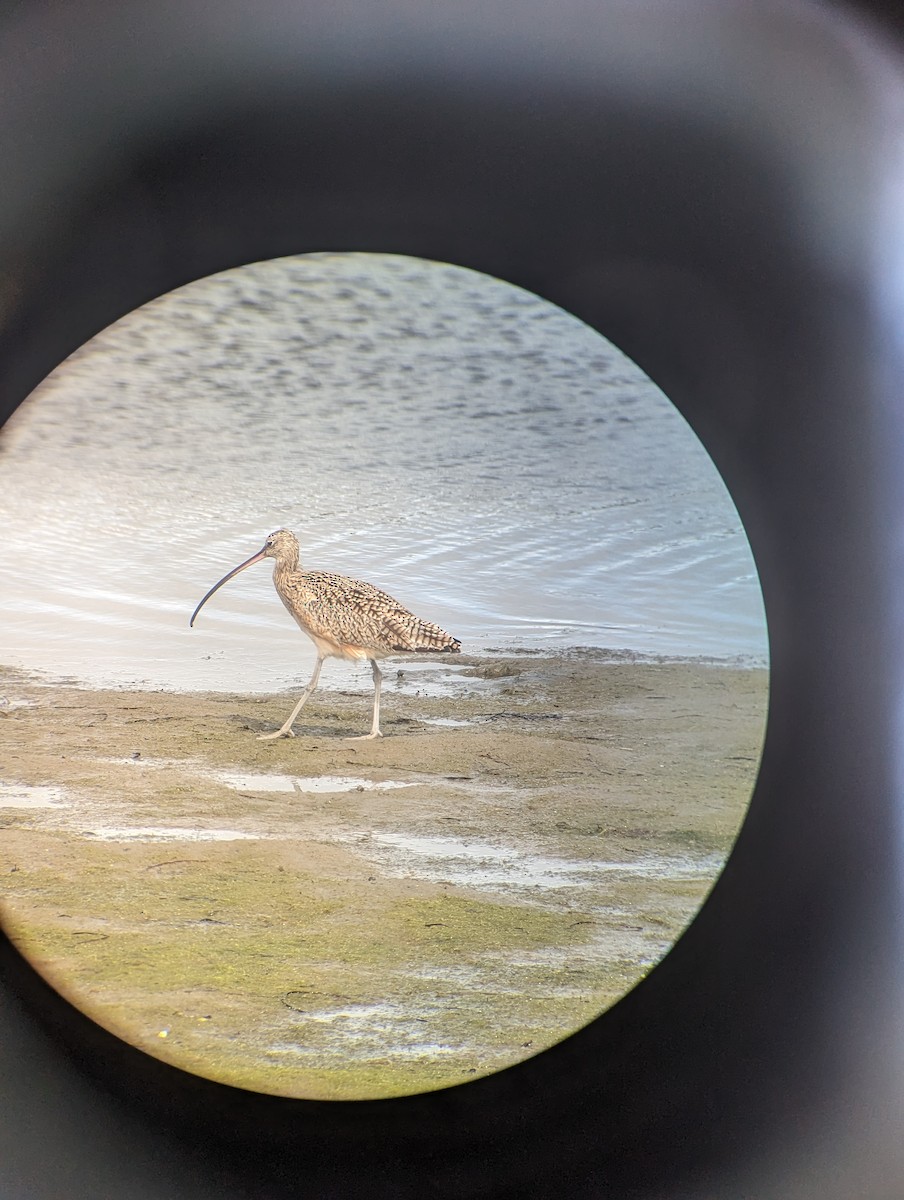 Long-billed Curlew - ML615563214