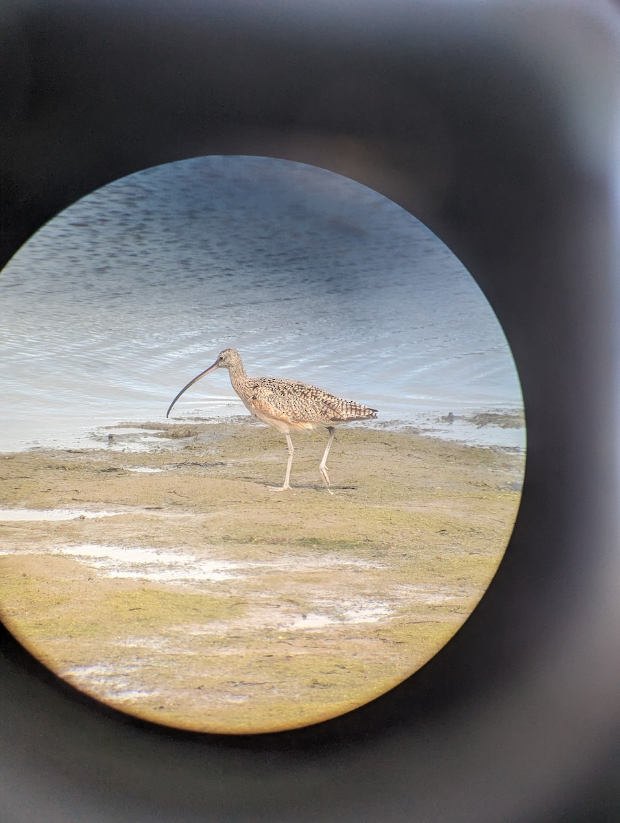 Long-billed Curlew - ML615563215