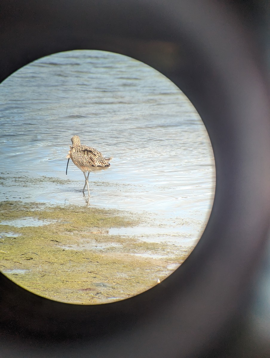 Long-billed Curlew - ML615563216