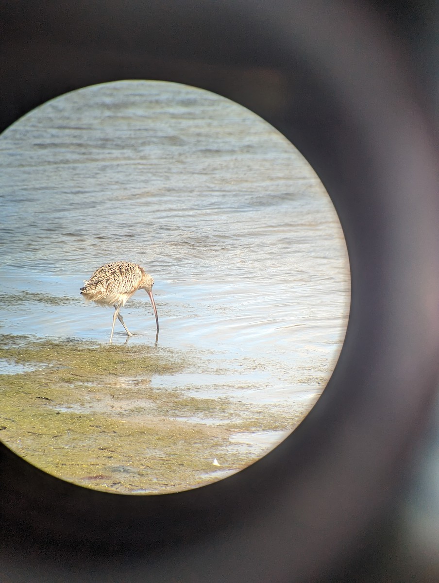 Long-billed Curlew - ML615563217