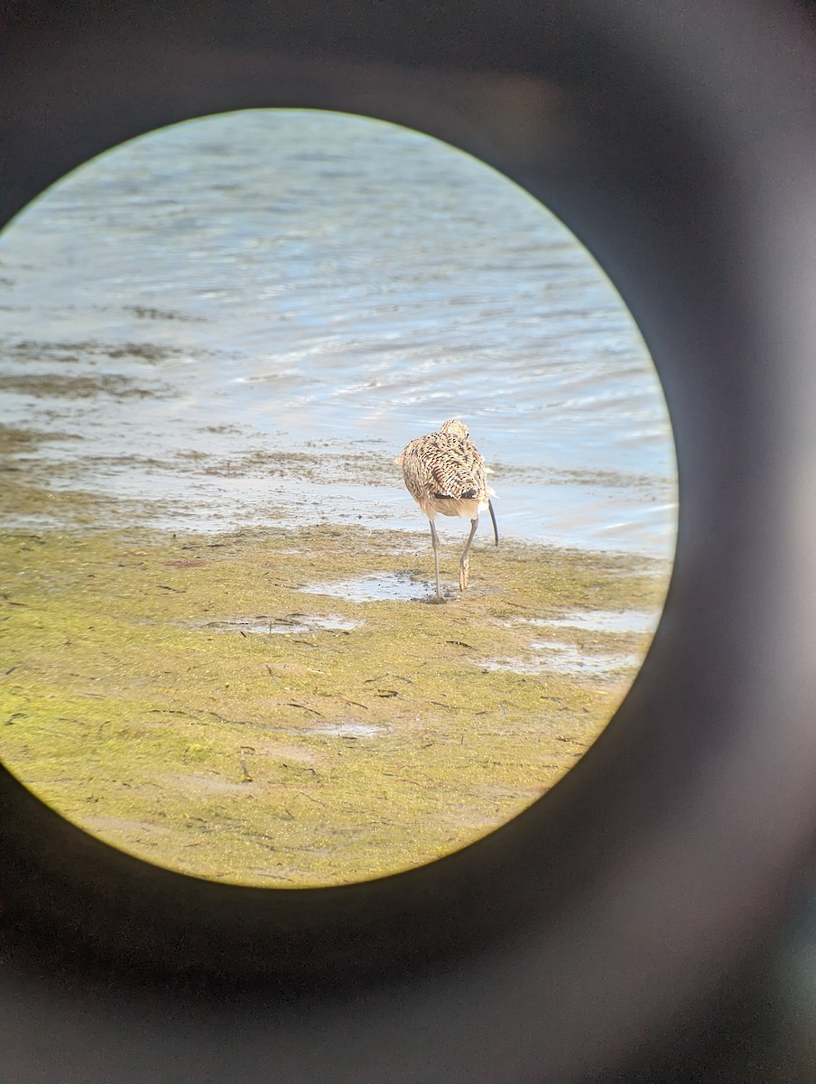 Long-billed Curlew - ML615563218