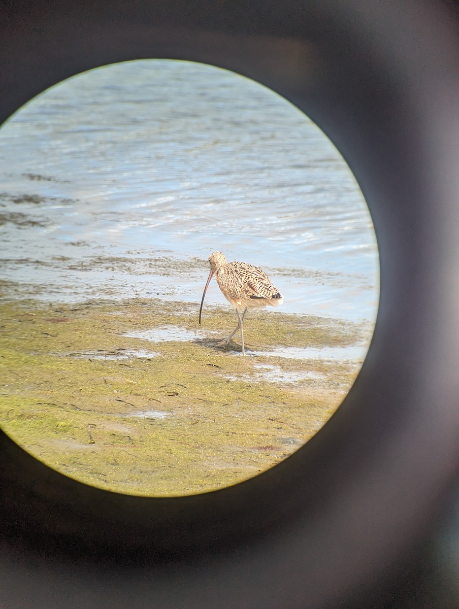 Long-billed Curlew - ML615563219
