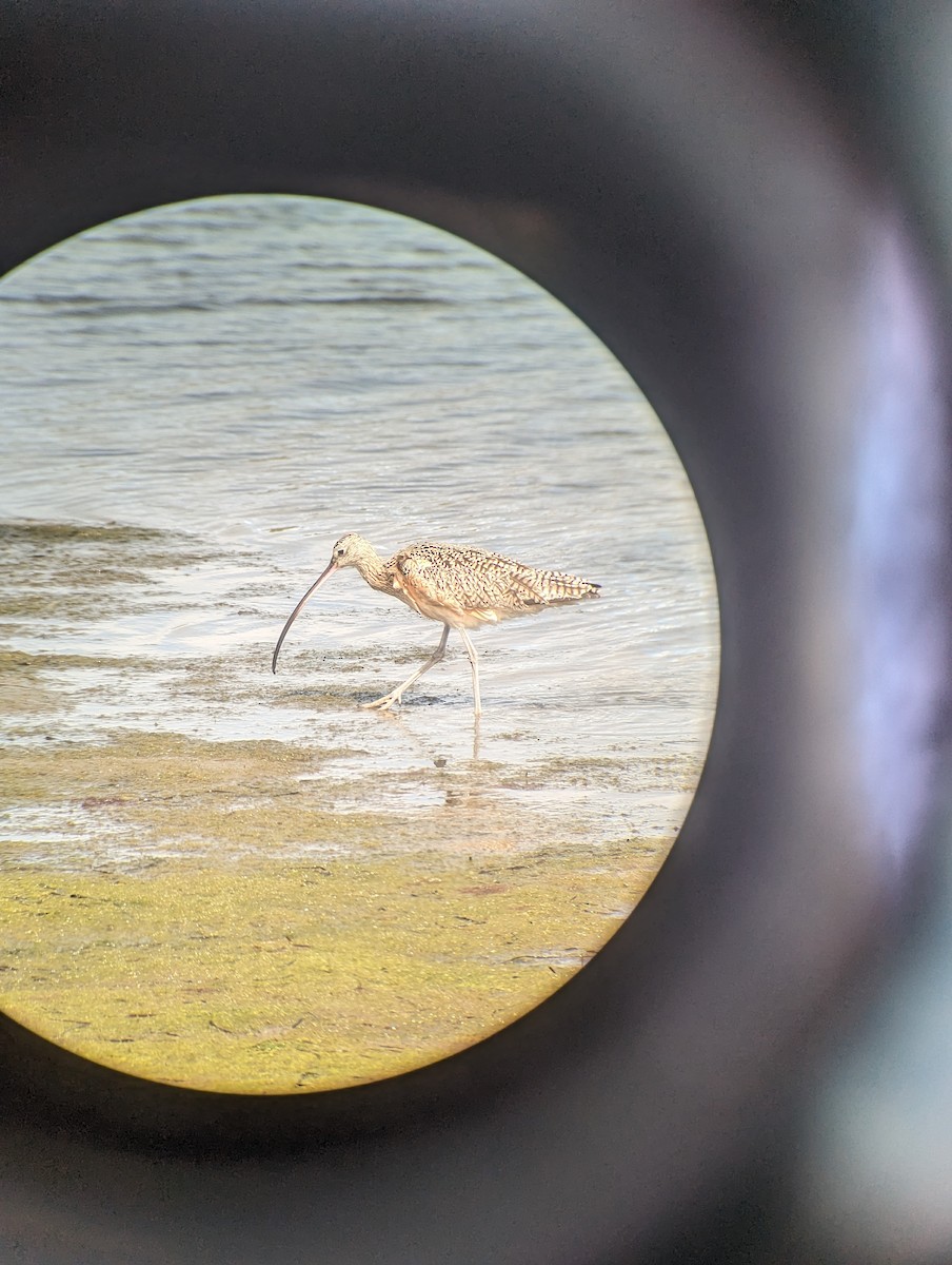 Long-billed Curlew - ML615563220