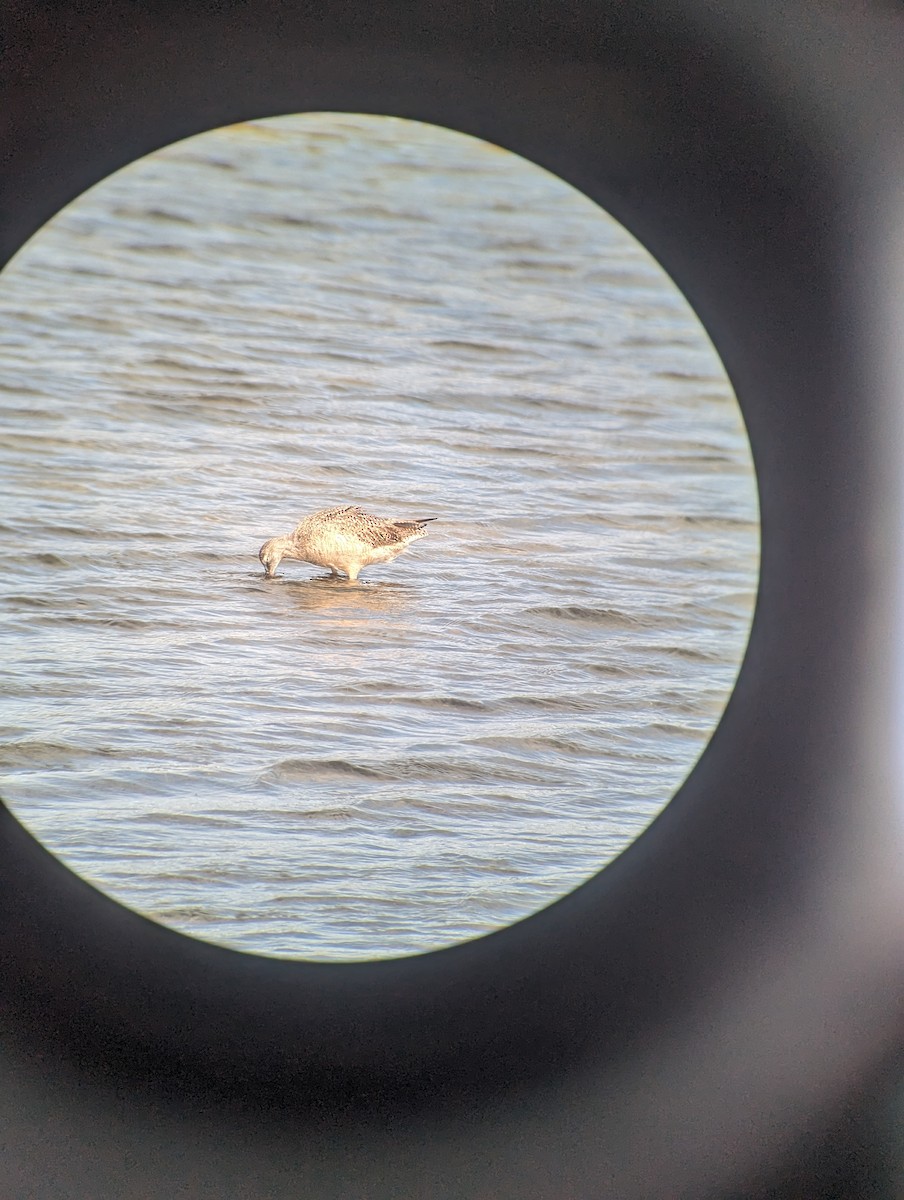 Marbled Godwit - ML615563224