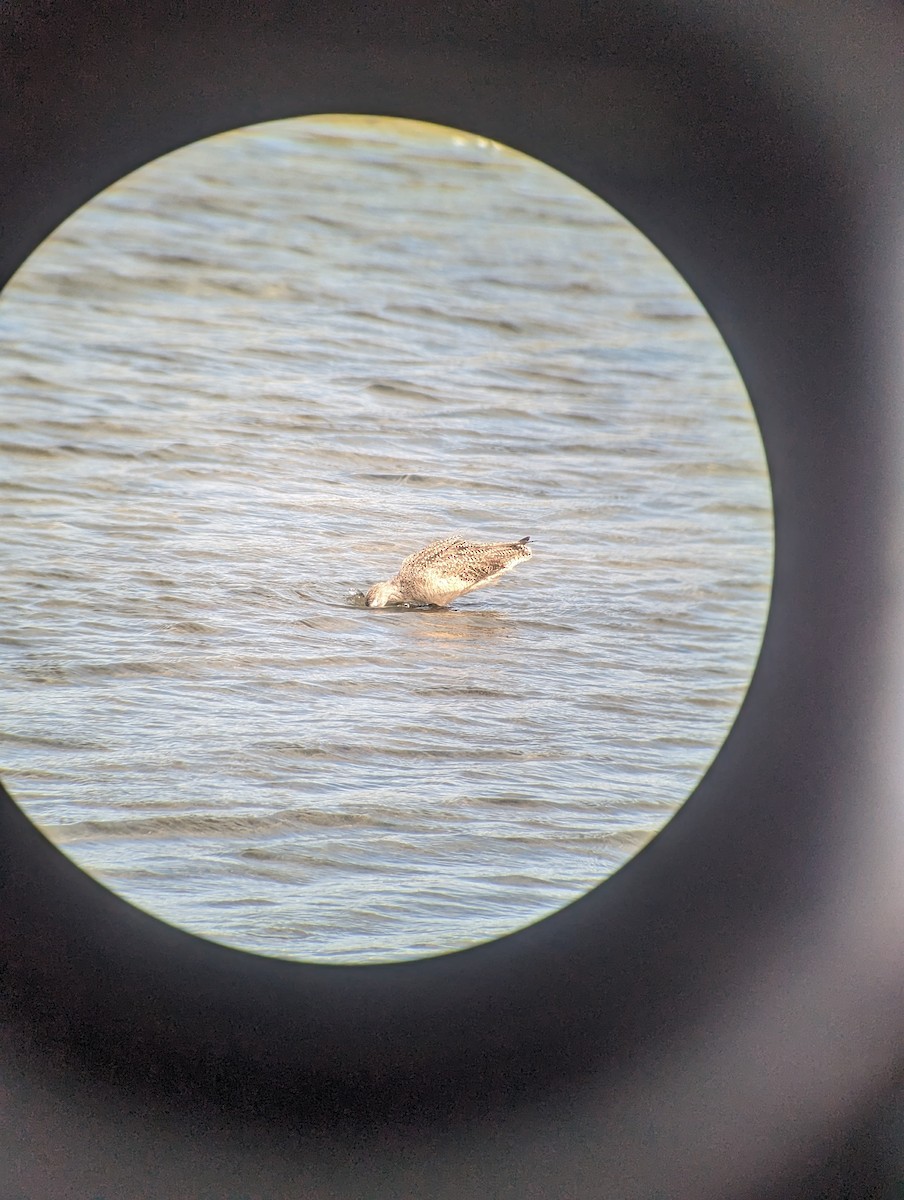 Marbled Godwit - ML615563225