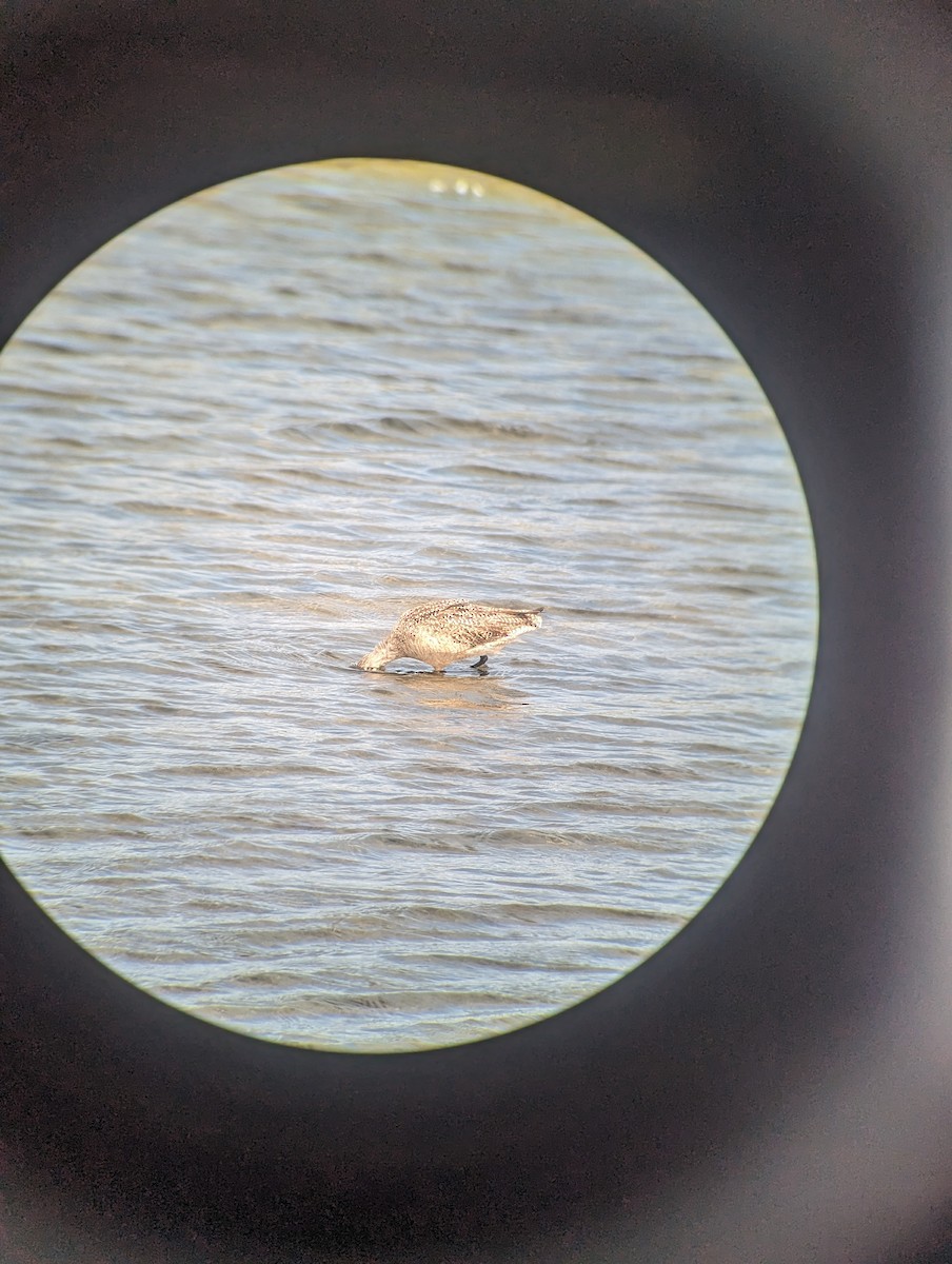 Marbled Godwit - ML615563226