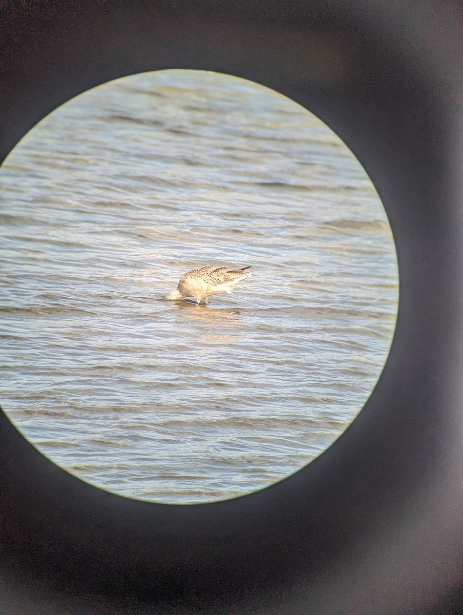 Marbled Godwit - ML615563227