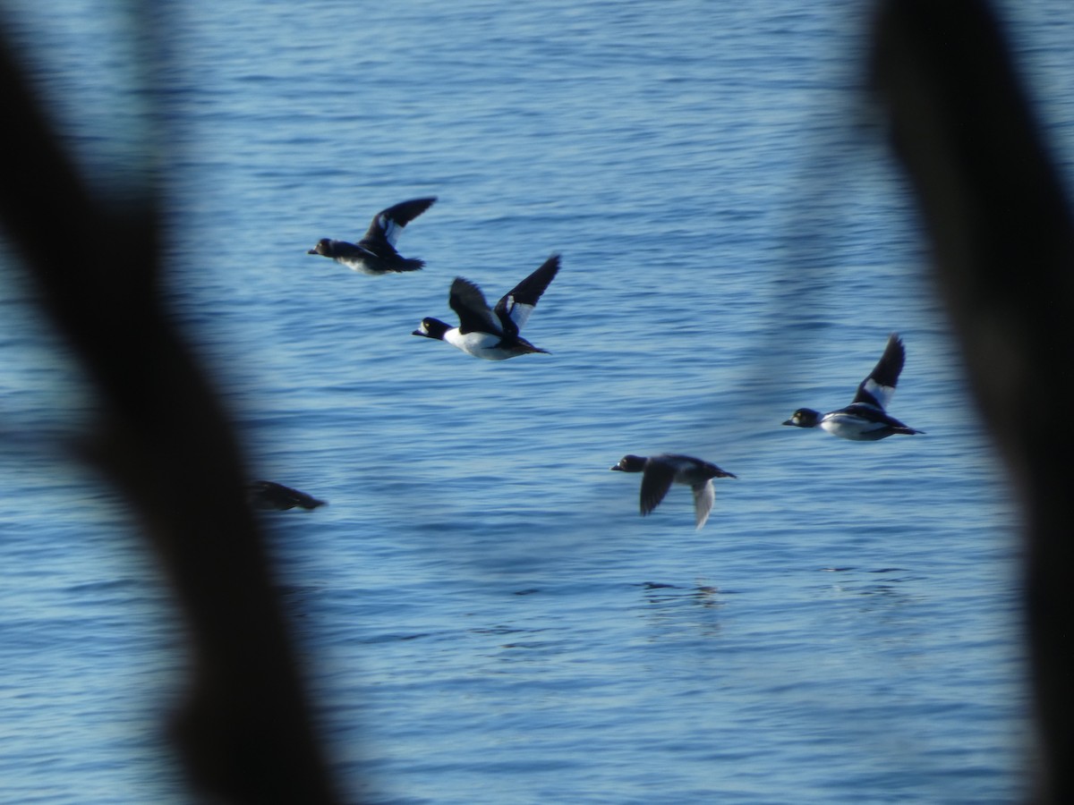 Barrow's Goldeneye - ML615563228