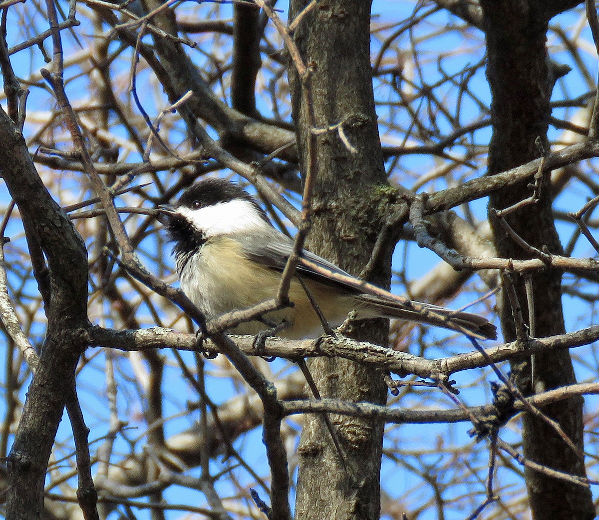 Black-capped Chickadee - Eric D Gyllenhaal