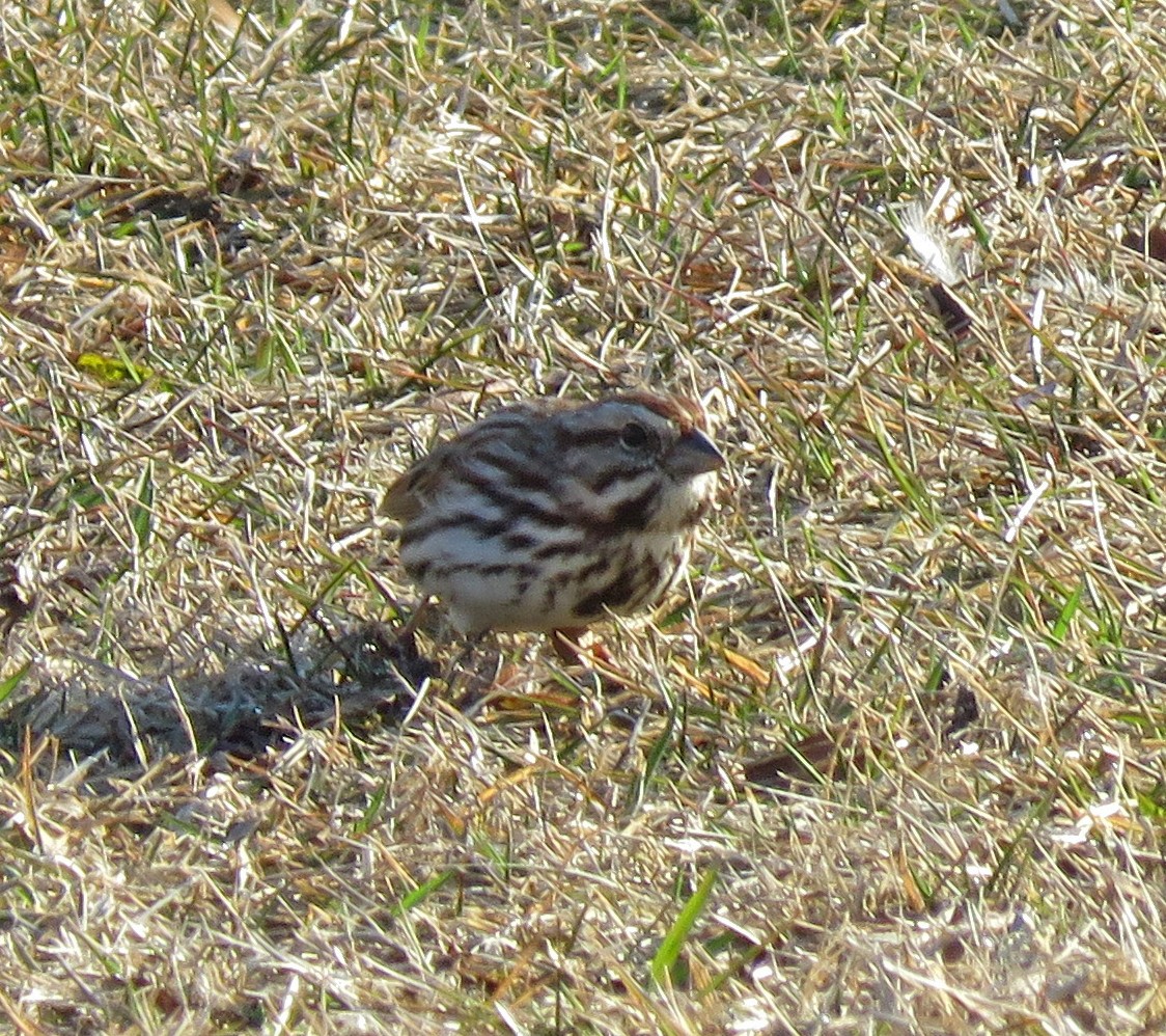 Song Sparrow - ML615563258