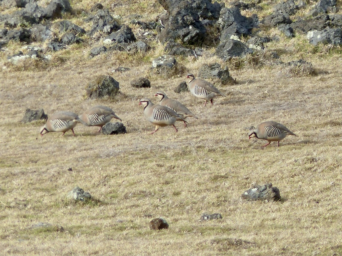 Chukar - ML615563259