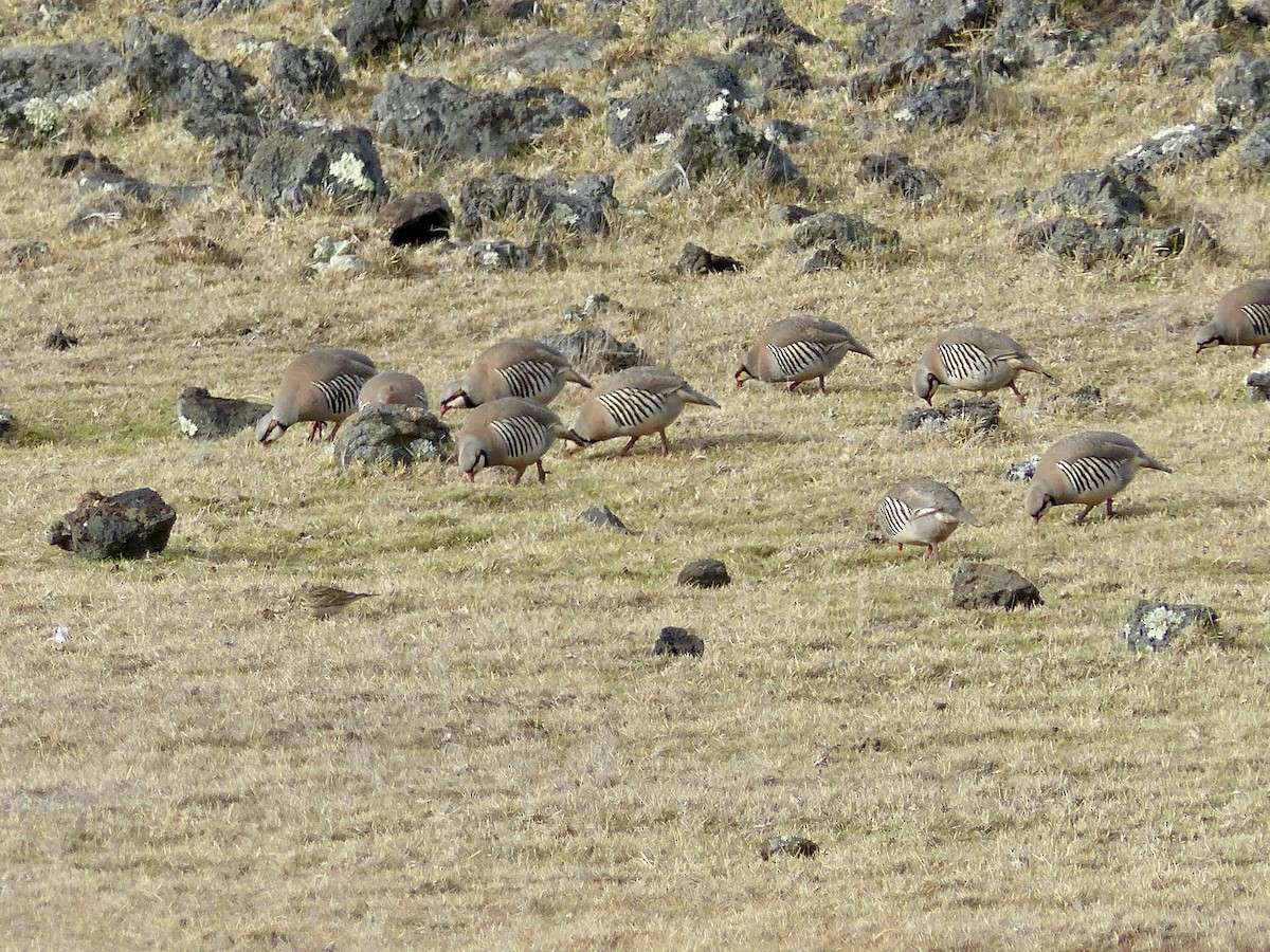 Chukar - Jenny Bowman