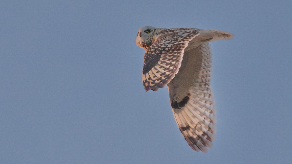 Short-eared Owl - Gordon Green