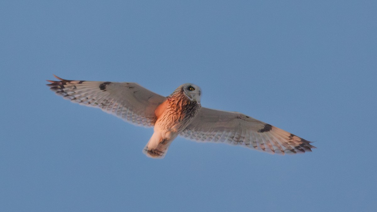 Short-eared Owl - Gordon Green