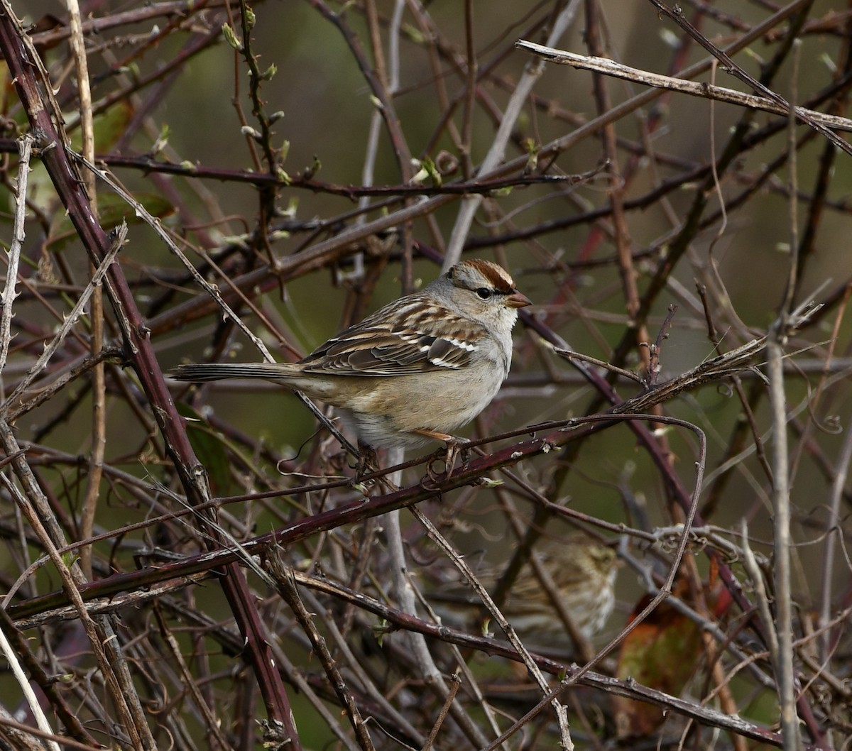 White-crowned Sparrow - ML615563280