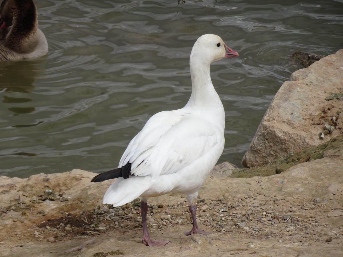 Ross's Goose - Randy Coons