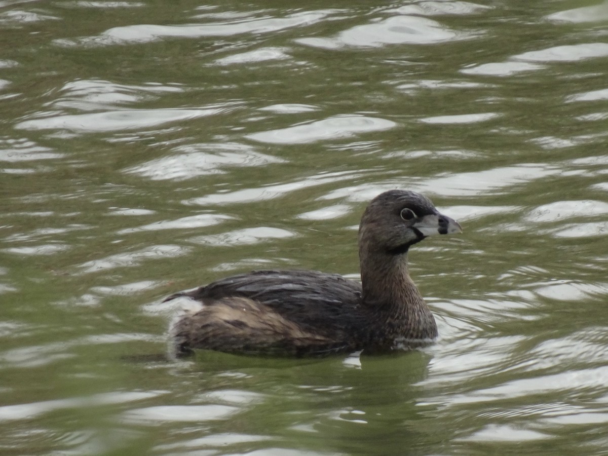 Pied-billed Grebe - Randy Coons