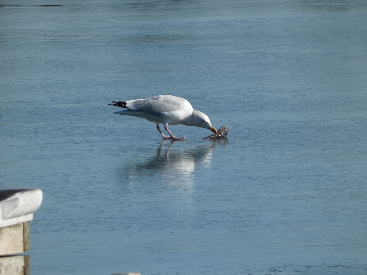 Herring Gull - ML615563296