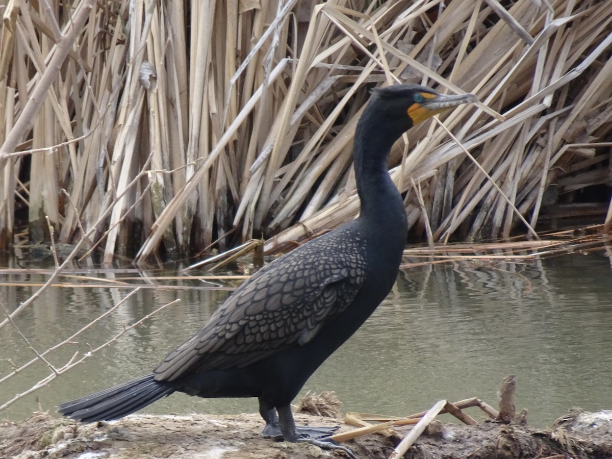 Cormoran à aigrettes - ML615563309