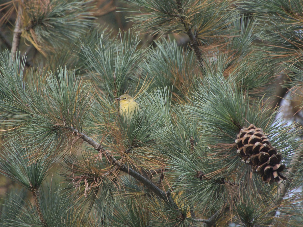 Pine Warbler - Ed Gaillard