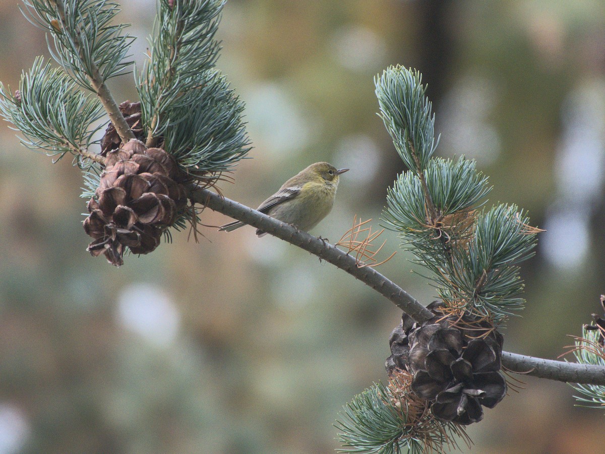 Pine Warbler - Ed Gaillard