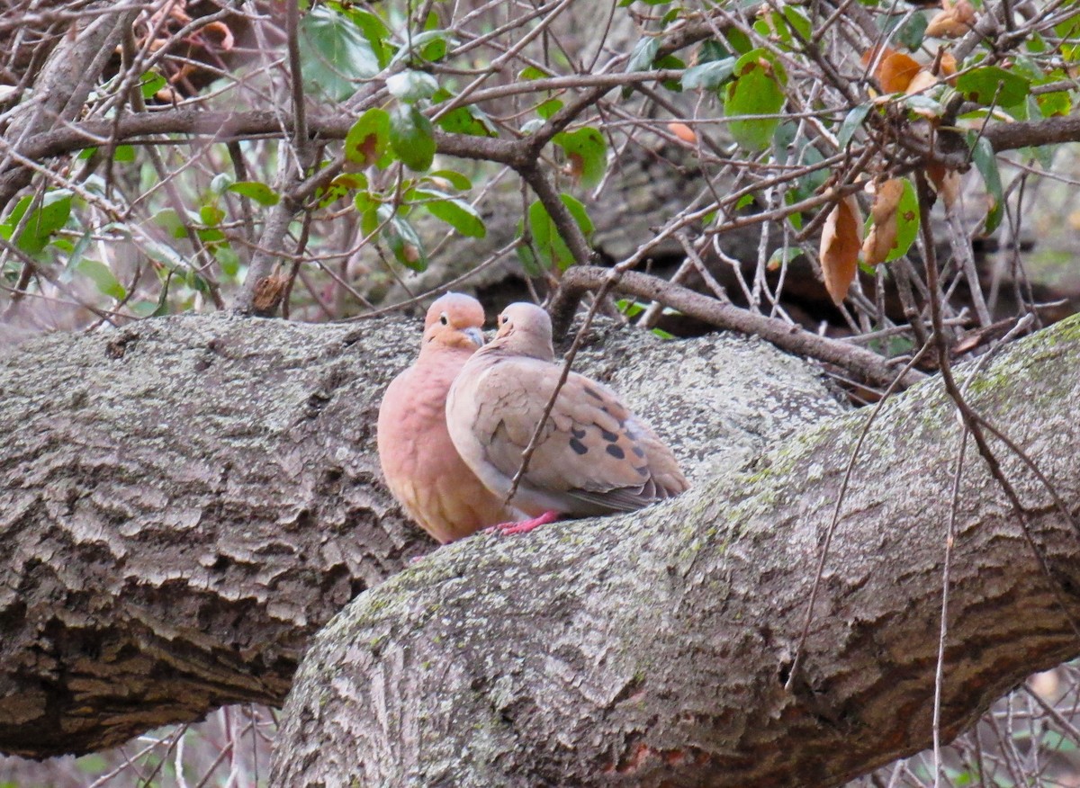 Mourning Dove - ML615563363