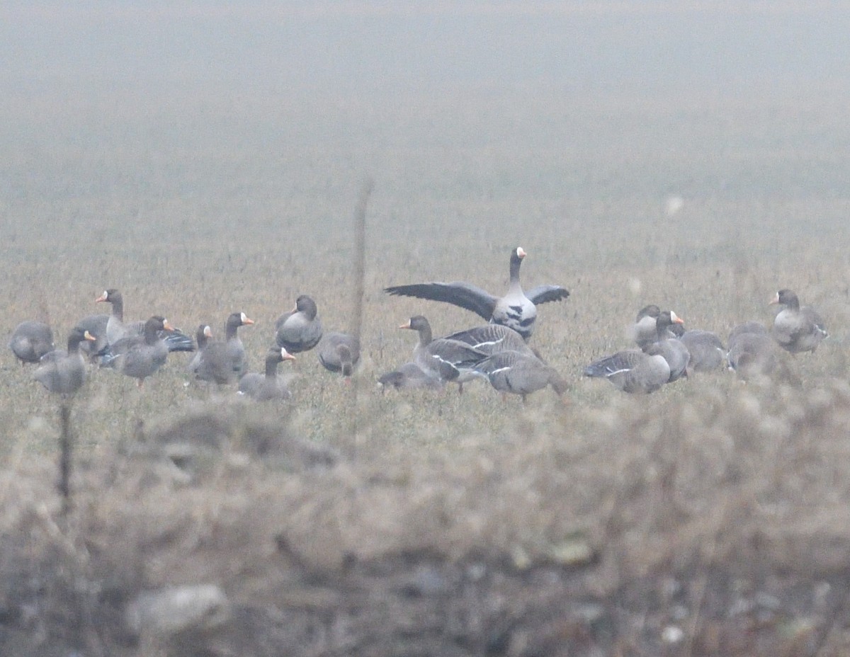 Greater White-fronted Goose - ML615563434