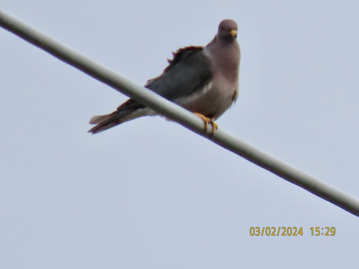 Band-tailed Pigeon - ML615563473