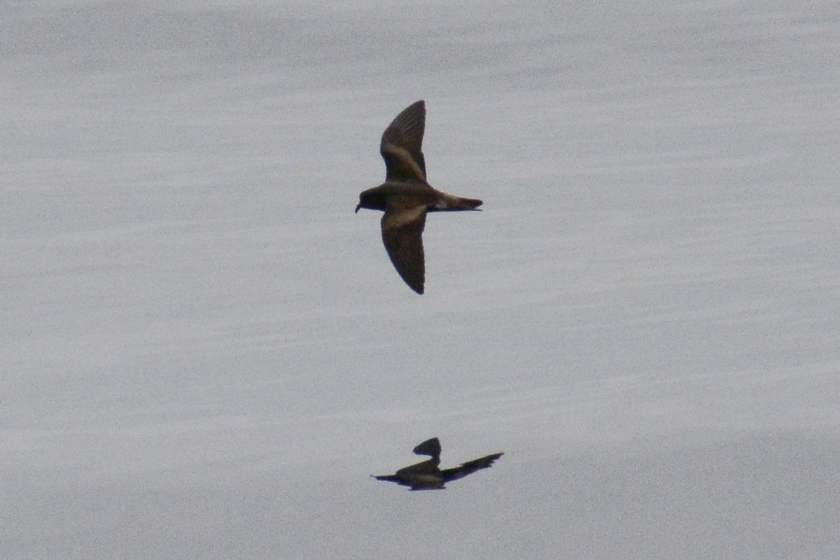 Leach's/Townsend's Storm-Petrel (dark-rumped) - David Jeffrey Ringer