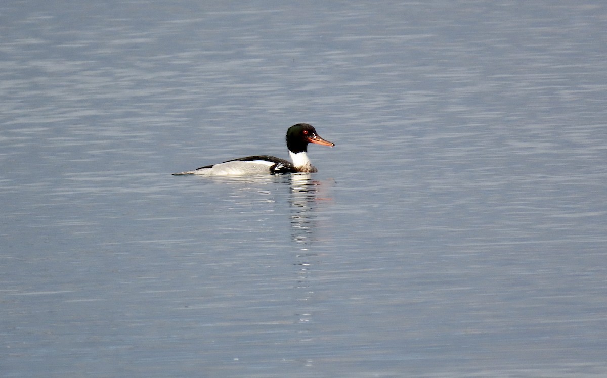 Red-breasted Merganser - ML615563506