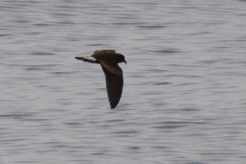 Leach's/Townsend's Storm-Petrel (white-rumped) - David Jeffrey Ringer