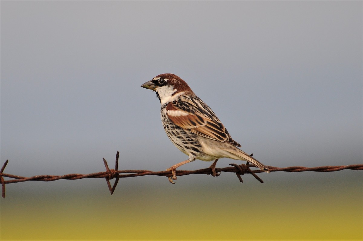 Spanish Sparrow - Jorge  Safara