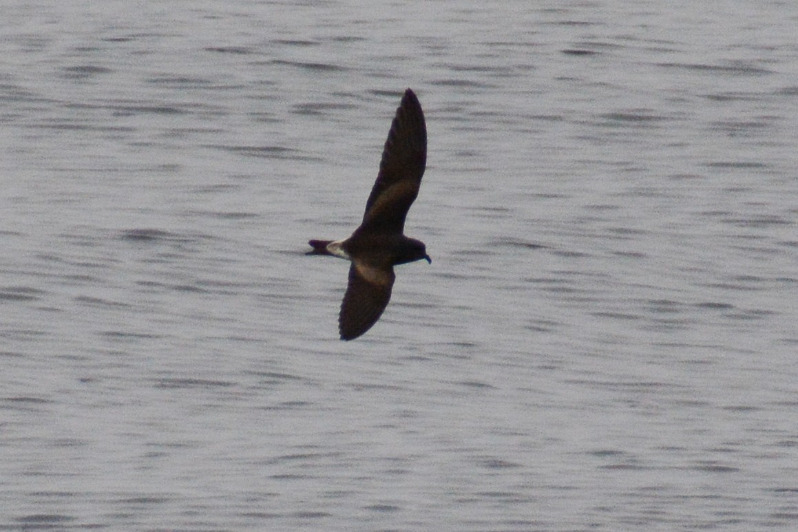 Leach's/Townsend's Storm-Petrel (white-rumped) - ML615563510