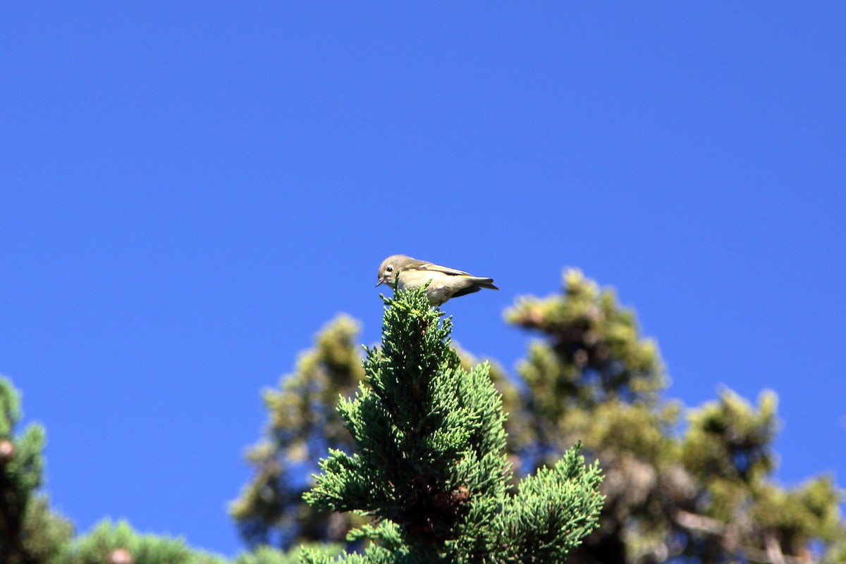 Ruby-crowned Kinglet - ML615563535