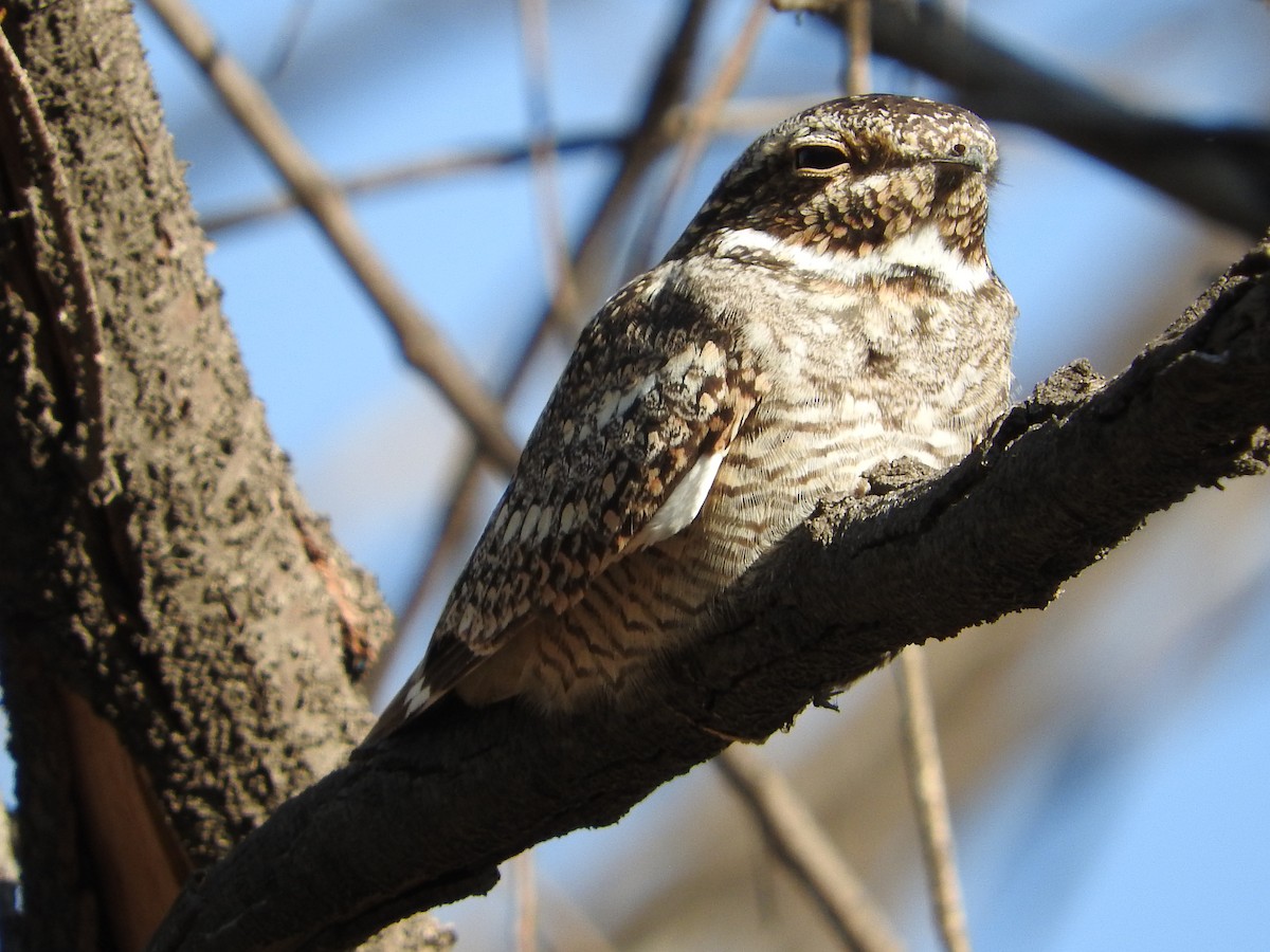 Lesser Nighthawk - Azucena Olvera