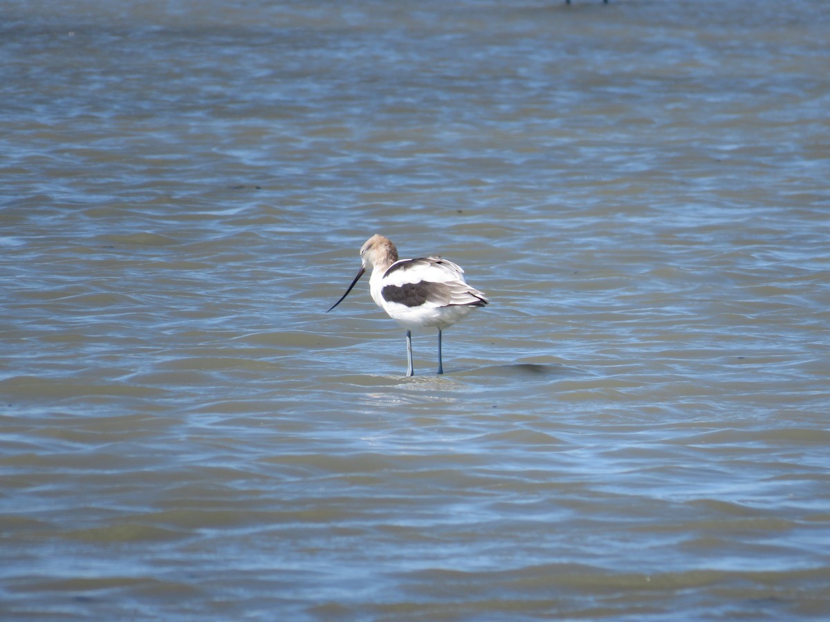 American Avocet - ML615563650