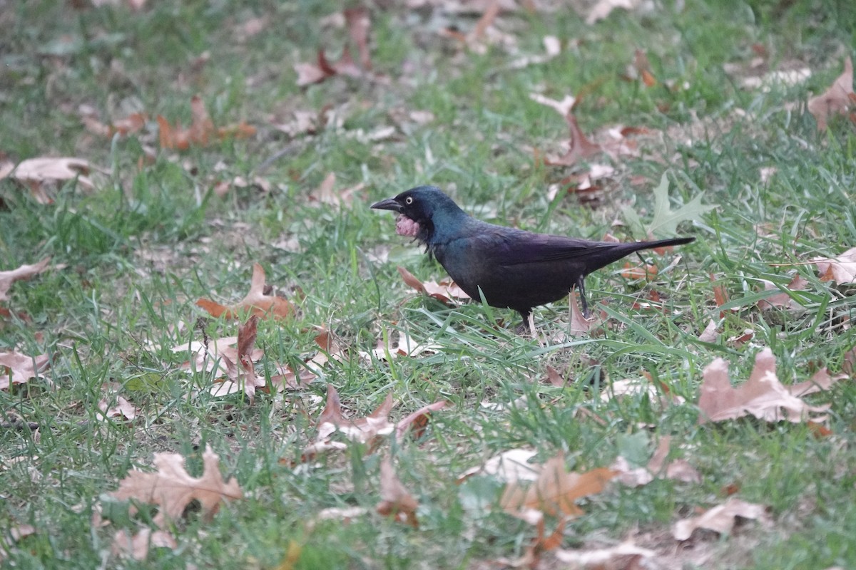 Common Grackle - ML615563686