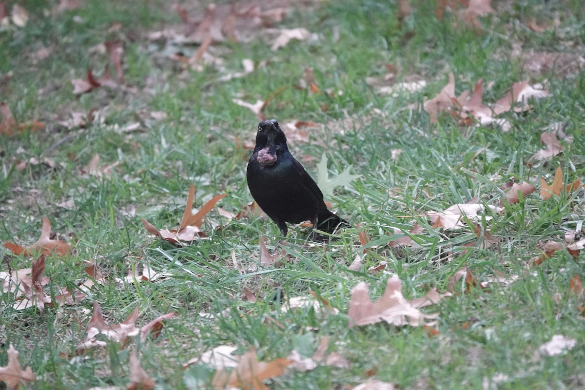 Common Grackle - ML615563687