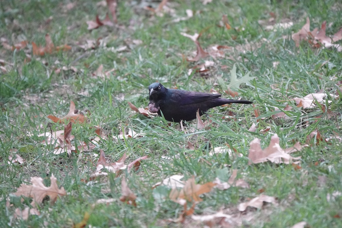 Common Grackle - ML615563688