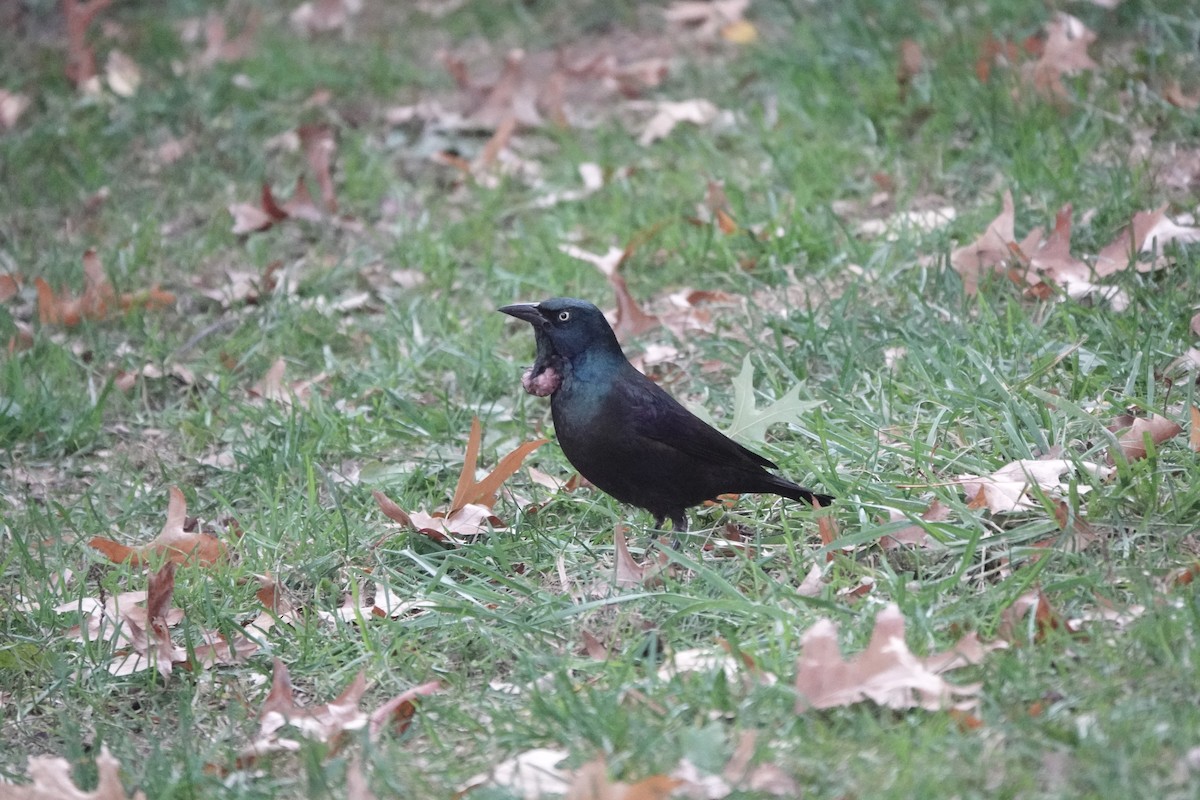 Common Grackle - ML615563689