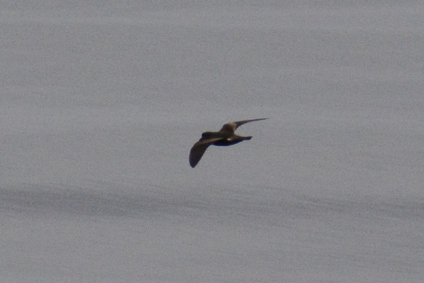 Leach's/Townsend's Storm-Petrel (dark-rumped) - David Jeffrey Ringer