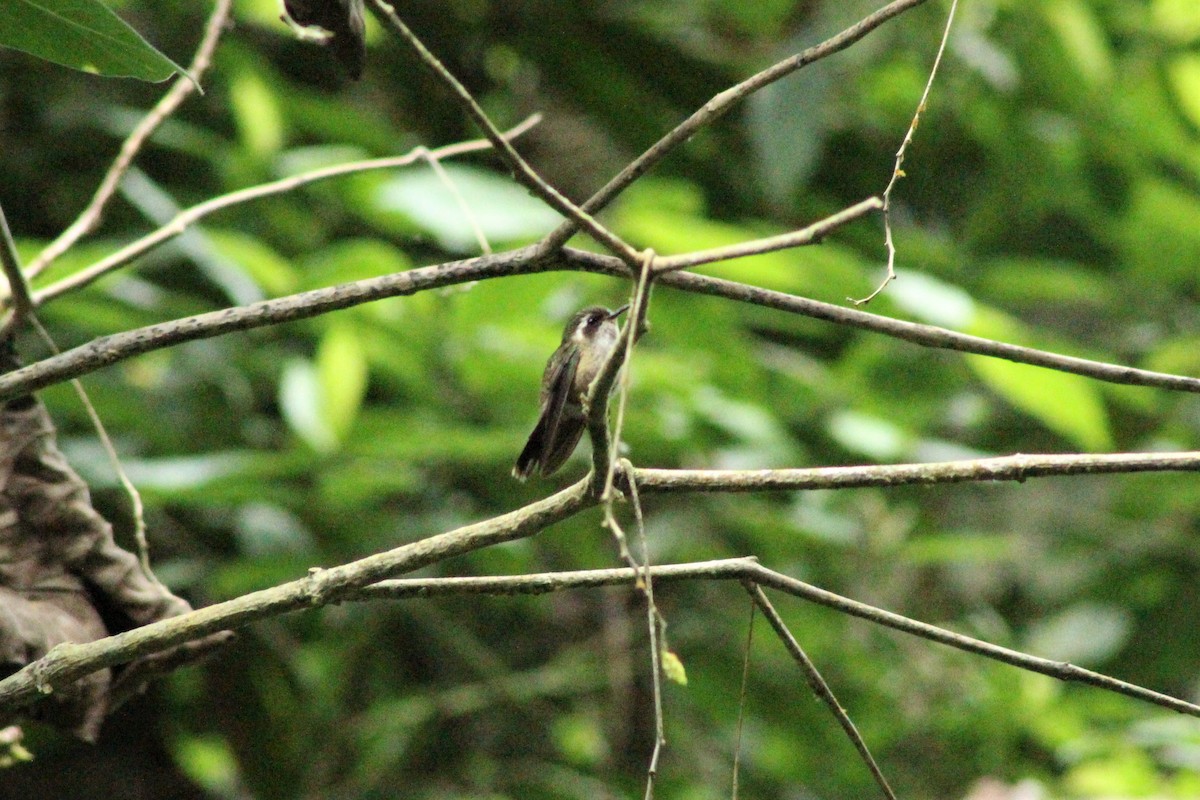 Speckled Hummingbird - ML615563854