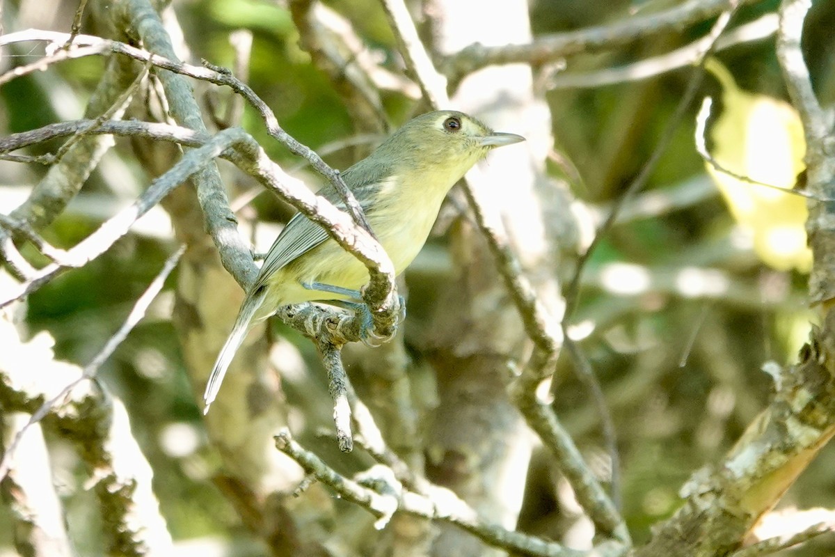 Cuban Vireo - ML615563861