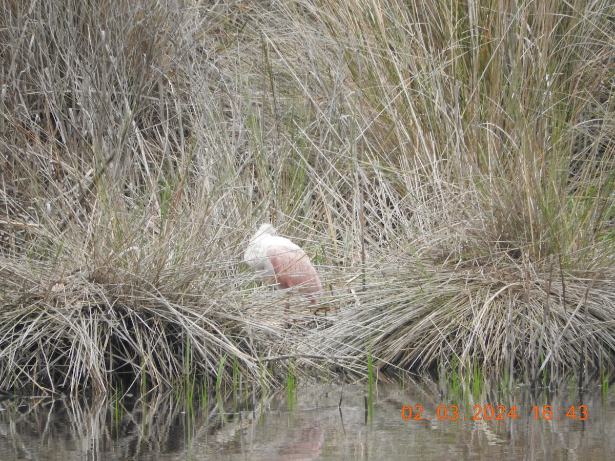 Roseate Spoonbill - ML615563863