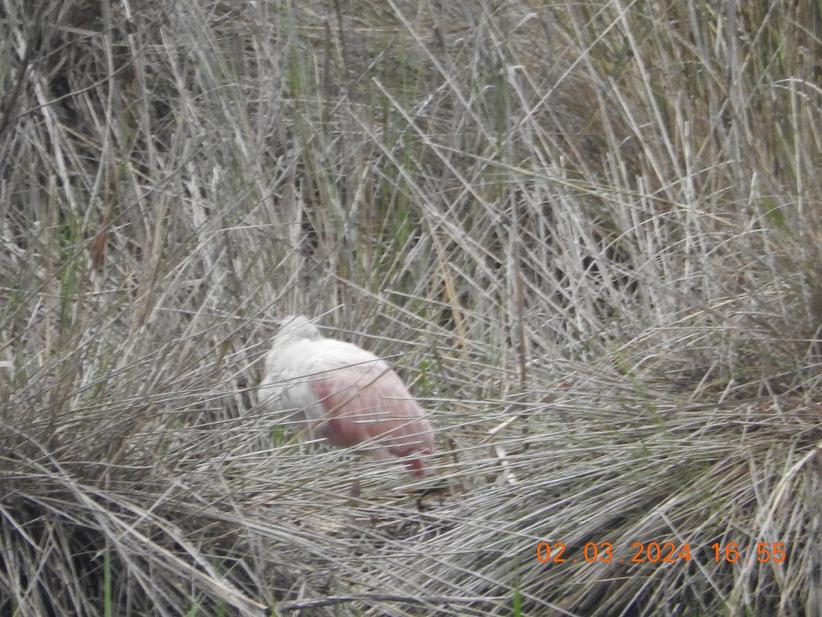 Roseate Spoonbill - ML615563864