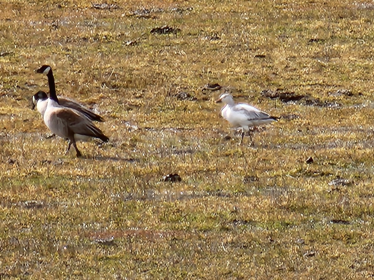 Ross's Goose - ML615563907