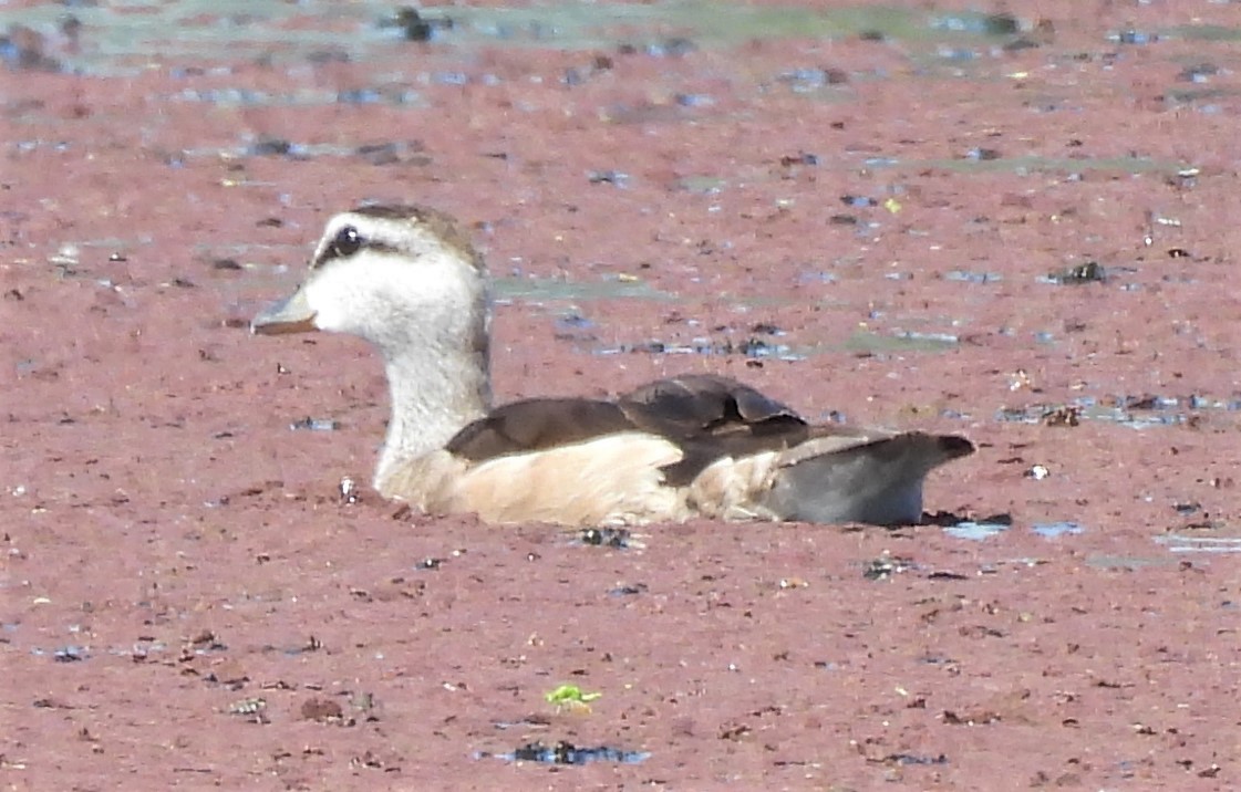 Cotton Pygmy-Goose - ML615563921