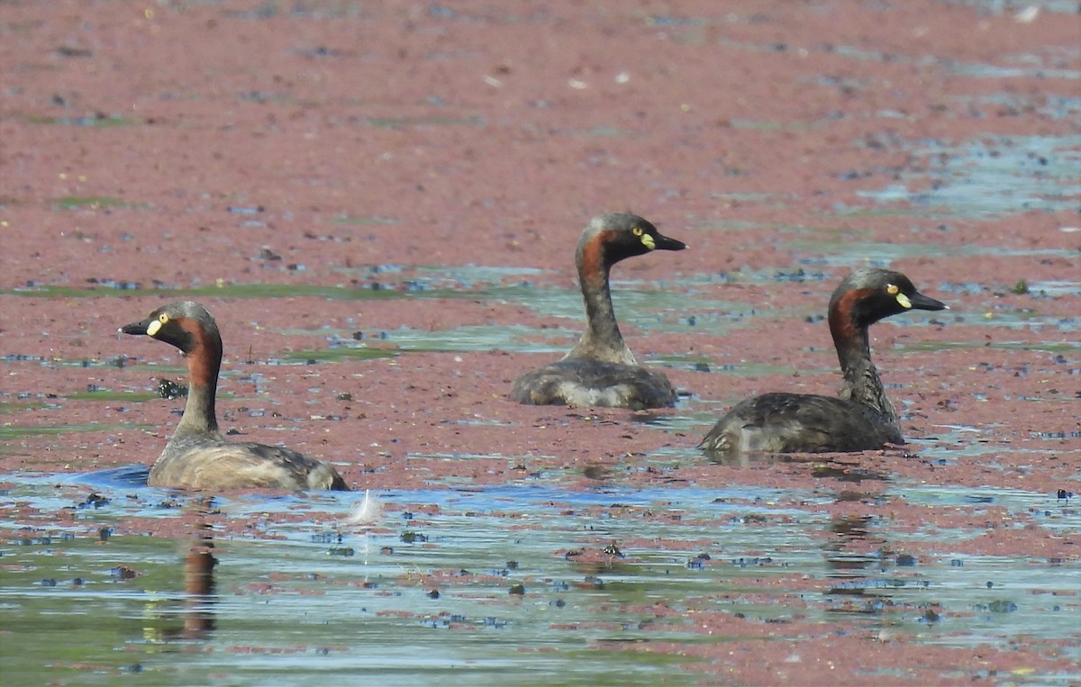 Australasian Grebe - Kathy Wilk