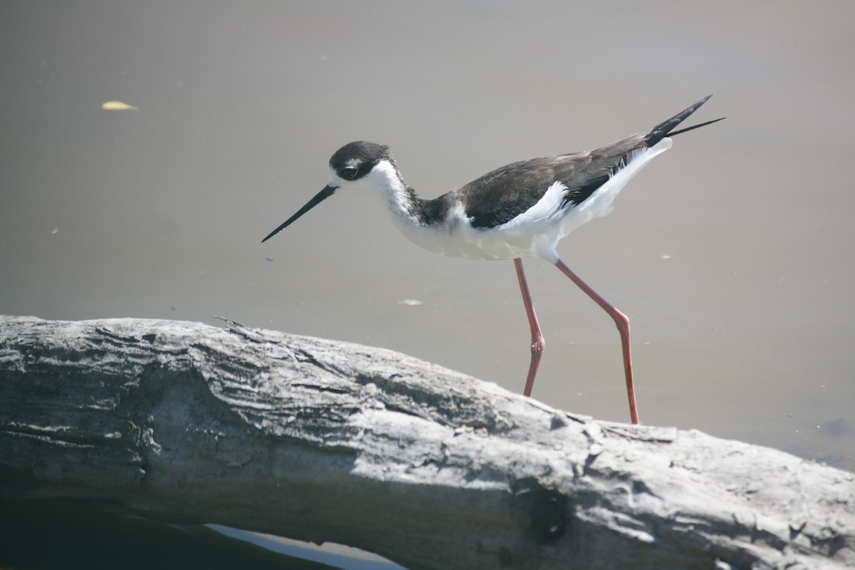 Black-necked Stilt - Daniel Becerra